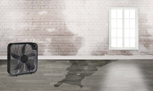 Best Ceiling water damage repair  in Salem, IN
